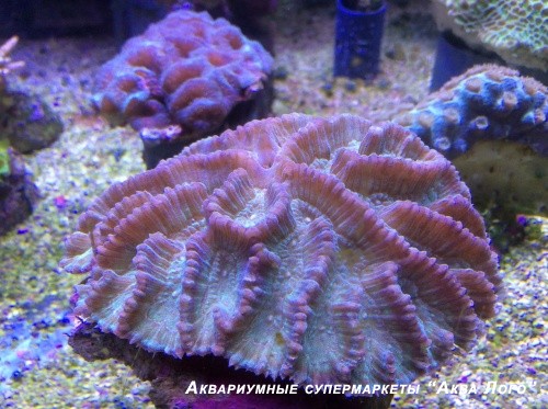 Мицетофиллия
 Mycetophyllia sp.