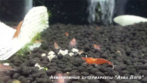 Креветка пресноводная вишневая красная
 Neocaridina denticulata sinensis var. red