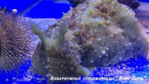 Заяц морской долабрифера
 Dolabrifera dolabrifera