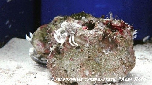 Краб анемоновый пятнистый
 Anemone crab