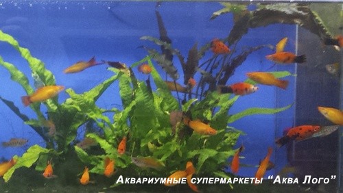 Меченосцы разные (ассорти)
 Xiphophorus hellerii var.