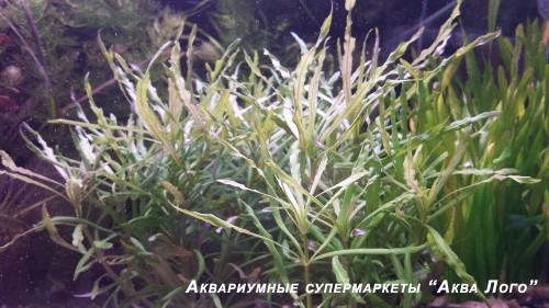 Эустералис звездчатый
 Eusteralis stellata (Pogostemon stellatus)