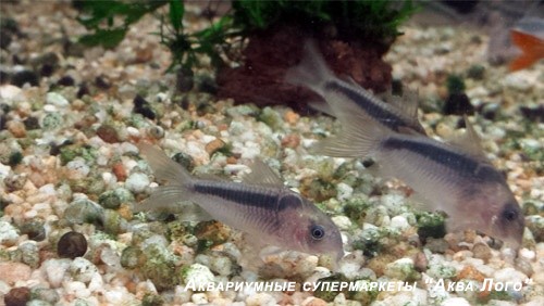 Коридорас Рабо
 Corydoras rabauti