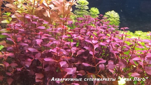 Людвигия натанс супер красная
 Ludwigia natans «super red»