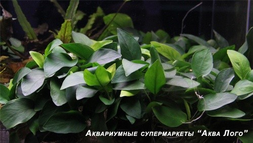 Анубиас Бартера карликовый
 Anubias barteri var. nana