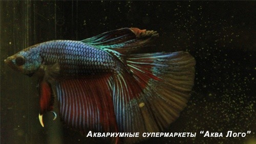 Петушки сиамские разные - самцы (Бойцовые рыбки)
 Betta splendens var.