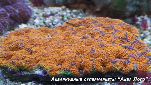 Акантастрея эхината оранжевая
 Acanthastrea echinata