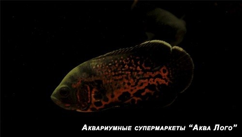 Астронотус-оскар тигровый
 Astronotus ocellatus var.