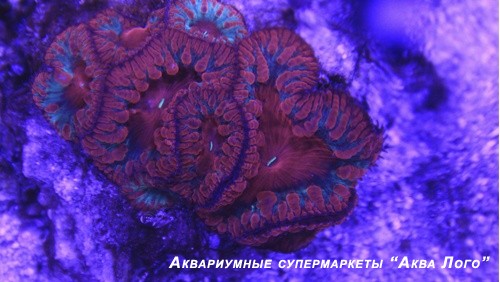Бластомусса Уэллса двуцветная
 Blastomussa wellsi