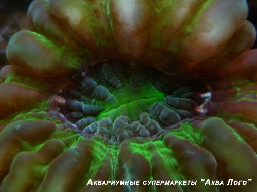 Цинарина зеленая
 Cynarina lacrymalis