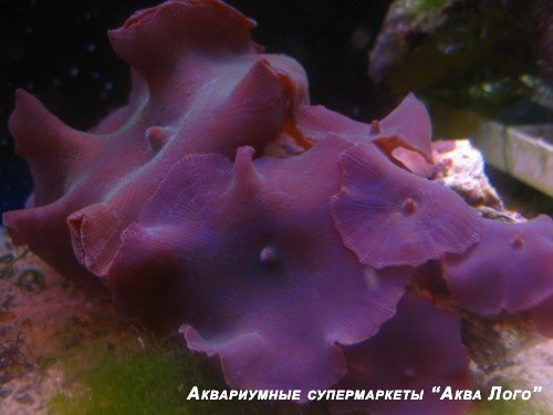 Дискоактинии разные
 Corallimorpharia Gen.sp.