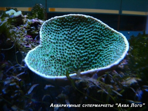 Турбинария
 Turbinaria sp.