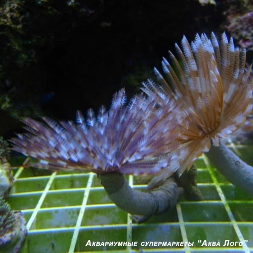 Сабеластарта магнифика
 Sabellastarte magnifica