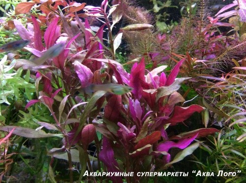 Альтернатера Рейнека
 Alternanthera reineckii