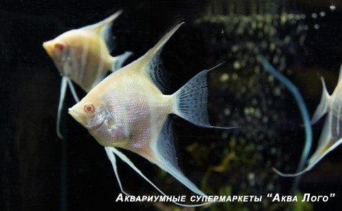 Скалярия Перуанский альтум альбинос  Pterophyllum sp.