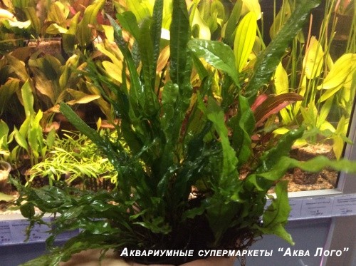 Микросорум крыловидный в горшке
 Microsorum pteropus