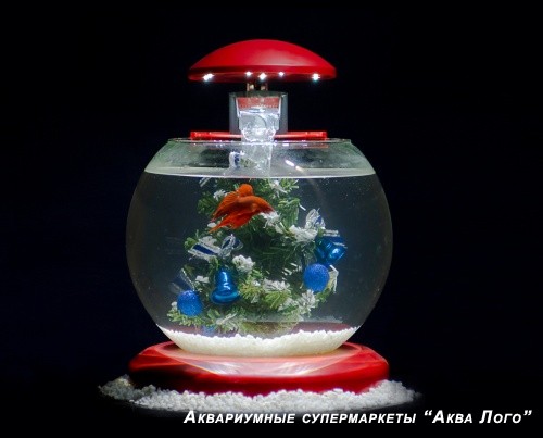 Круглый аквариум с рыбкой - петушком (символом 2017 года)
