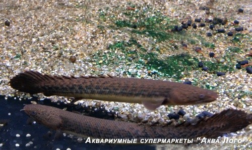 Полиптерус Тужеля  Polypterus teugelsi