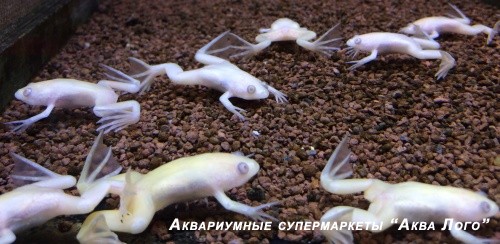 Лягушка шпорцевая альбинос  Xenopus laevis