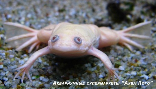 Лягушка шпорцевая альбинос  Xenopus laevis