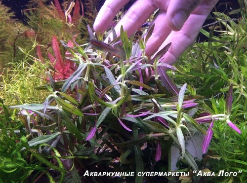 Лимнофила душистая (лимнофила арома)  Limnophila aromaticoides