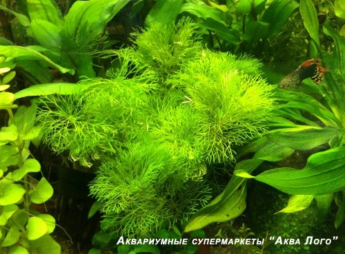 Лимнофила сидячецветковая  Limnophila sessiliflora