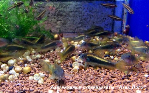 Коридорас золотистый Перу  Corydoras aeneus var.