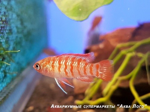 Бадис красный Скарлет  Badis sp. Scarlet