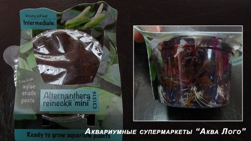 Альтернатера Рейнека Мини меристемная  Alternanthera reineckii Mini