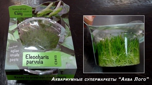 Элеохарис парвулюс меристемный  Eleocharis parvulus