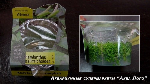 Хемиантус каллитрихоидес меристемный  Hemianthus callitrichoides