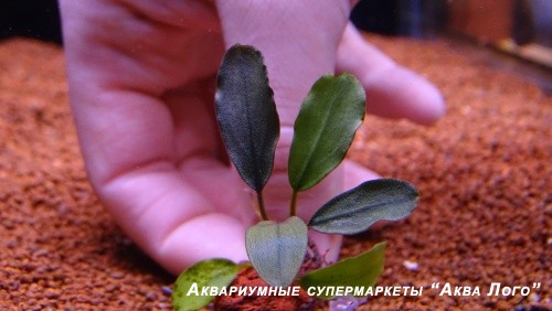 Буцефаландра Брауни Хелена  Bucephalandra pygmaea Brownie Helena