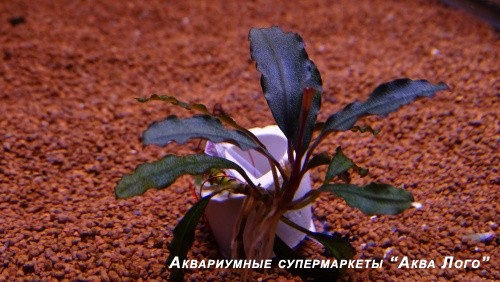 Буцефаландра Брауни Красная  Bucephalandra pygmaea Brownie Red