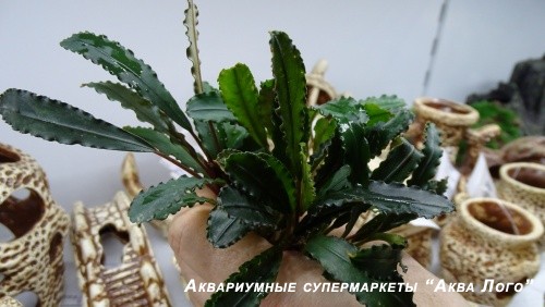 Буцефаландра Годзилла  Bucephalandra sp. Godzilla