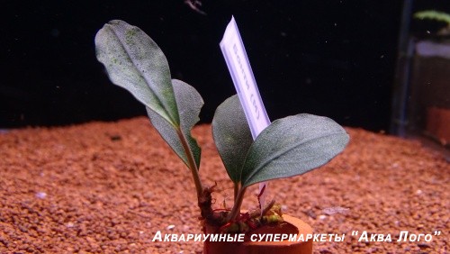 Буцефаландра Бонти  Bucephalandra sp. Bonti