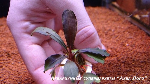 Буцефаландра Нанга Таман Красная вишня  Bucephalandra sp. Nanga Taman Red Cherry