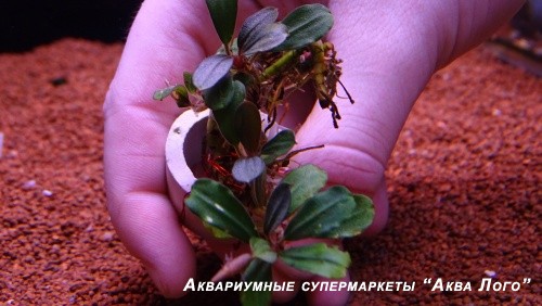 Буцефаландра Пурпурно-Синий  Bucephalandra sp. Purple Blue