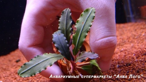 Буцефаландра Нарцисс 1 Мелави  Bucephalandra sp. Narcissus 1 Melawi
