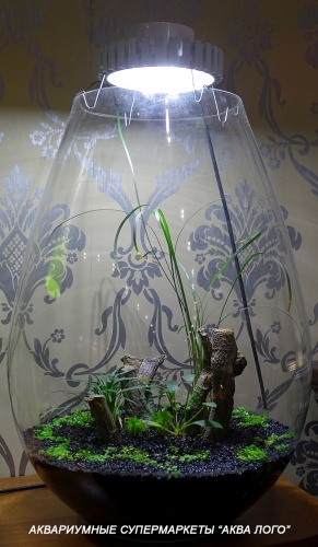 Флорариум в вазе с освещением