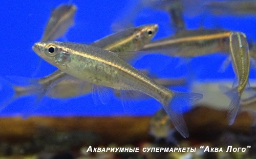 Расбора краснолинейная  Rasbora pauciperforata