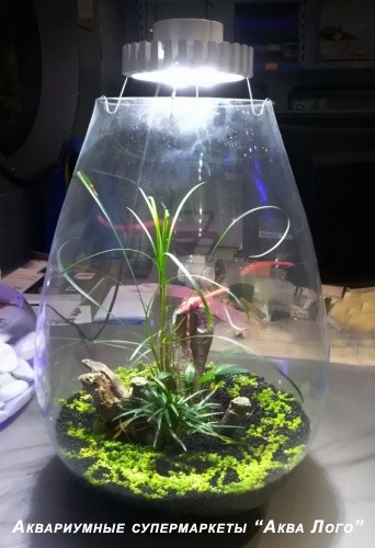 Флорариум в вазе с освещением №2.