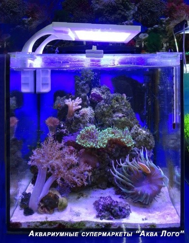 Аквариум морской с наполнением Атолл (Камни, кораллы, рыбы) - 27 литров