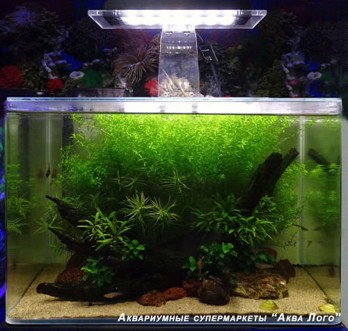 Пресноводный аквариум - готовое решение - Таинственный остров. Объем аквариума 37 литров.