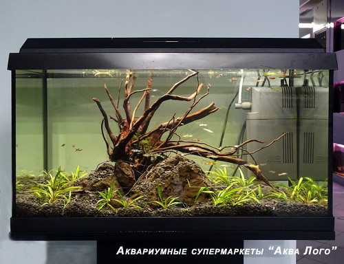 Пресноводный аквариум + тумба - готовое решение - Крымский полдень.Объем аквариума 60 литров.