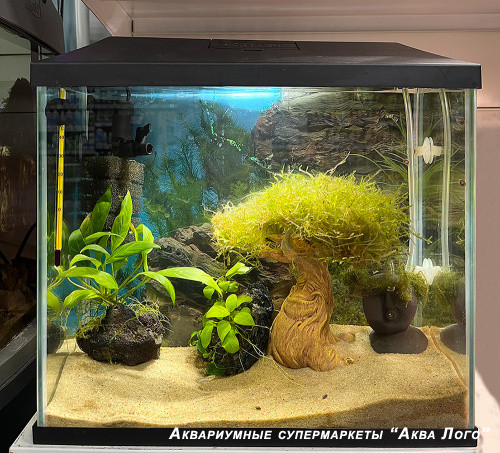 Готовое решение - аквариум - Древо желаний. Объем аквариума 12 литров.