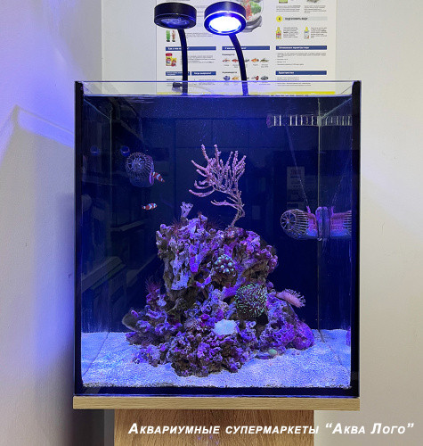 Готовое решение -  аквариум - Морской бриз. Объем аквариума 60 литров.
