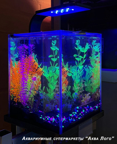 Готовое решение - аквариум пресноводный -  На дне морском - объем аквариума 10 литров