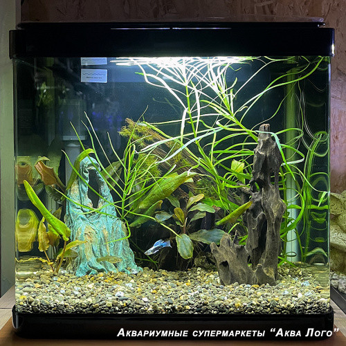 Готовое решение - аквариум пресноводный -  Призрак путника - объем аквариума 25 литров
