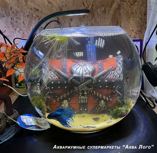 Готовое решение -  аквариум пресноводный  - Сундук мертвеца - объем аквариума 8,5 литров