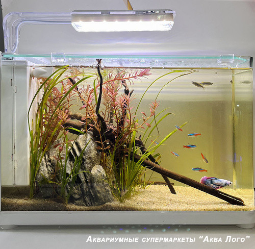 Готовое решение - аквариум пресноводный - Речной уголок. Объем аквариума 18 литров.